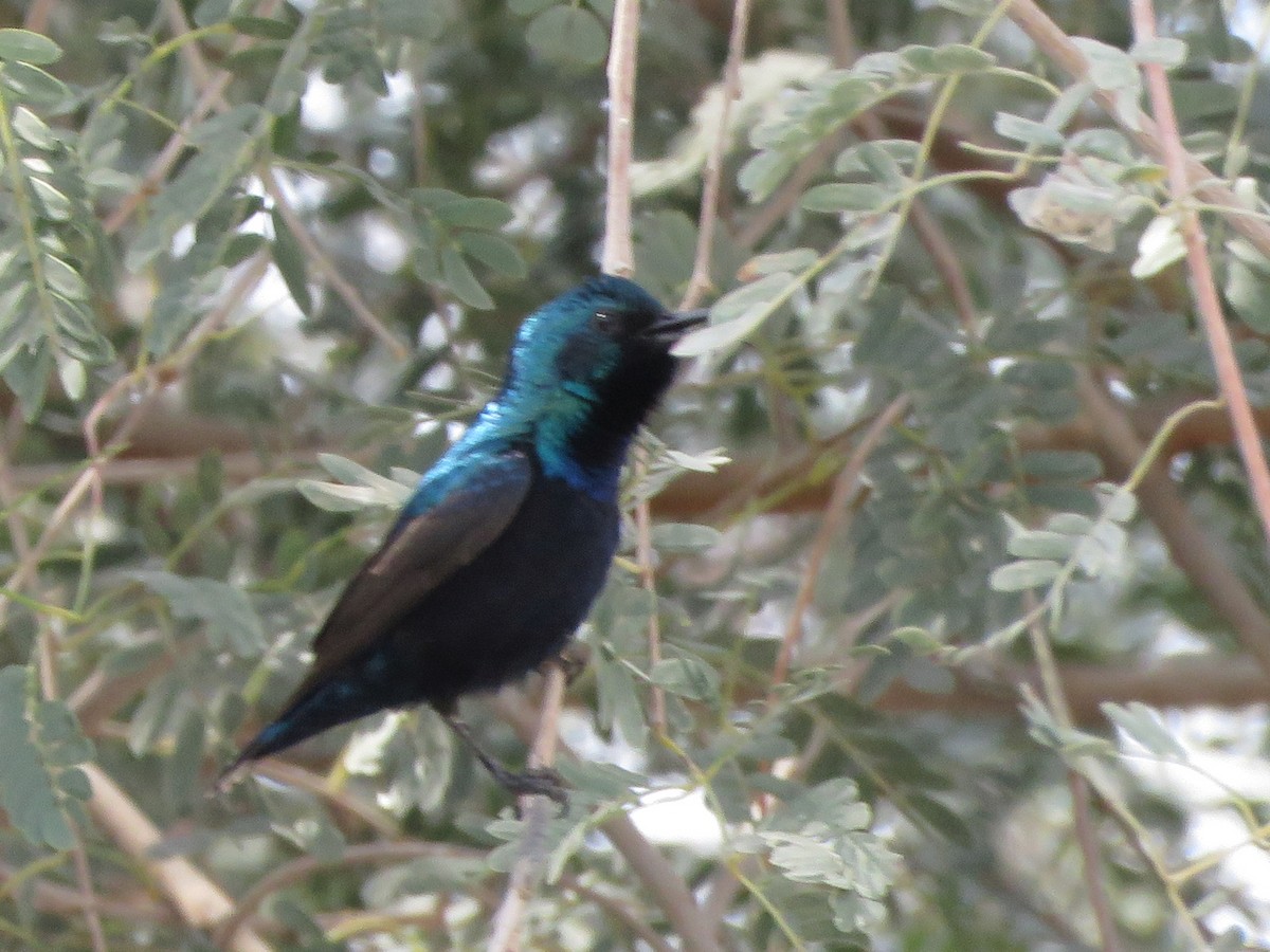 Purple Sunbird - ML147183311