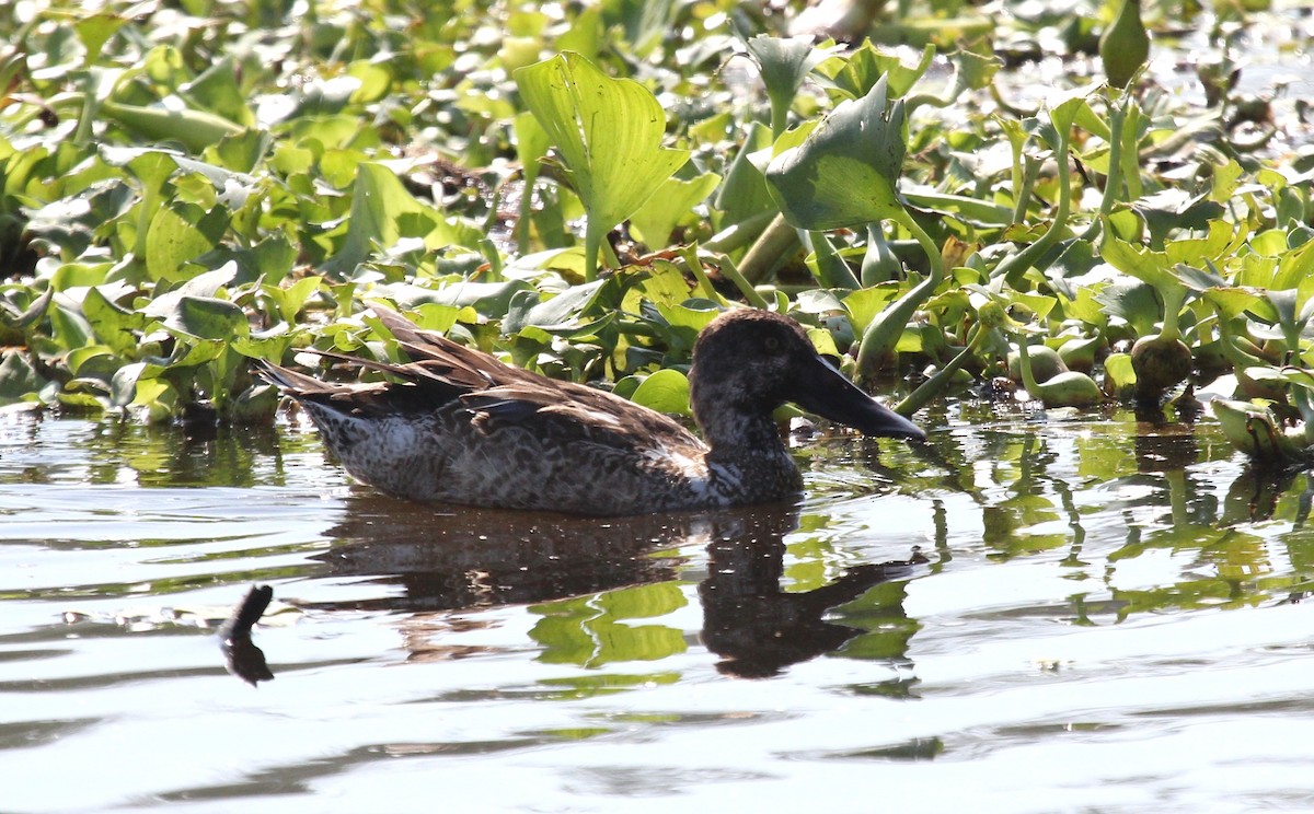 Northern Shoveler - ML147183431