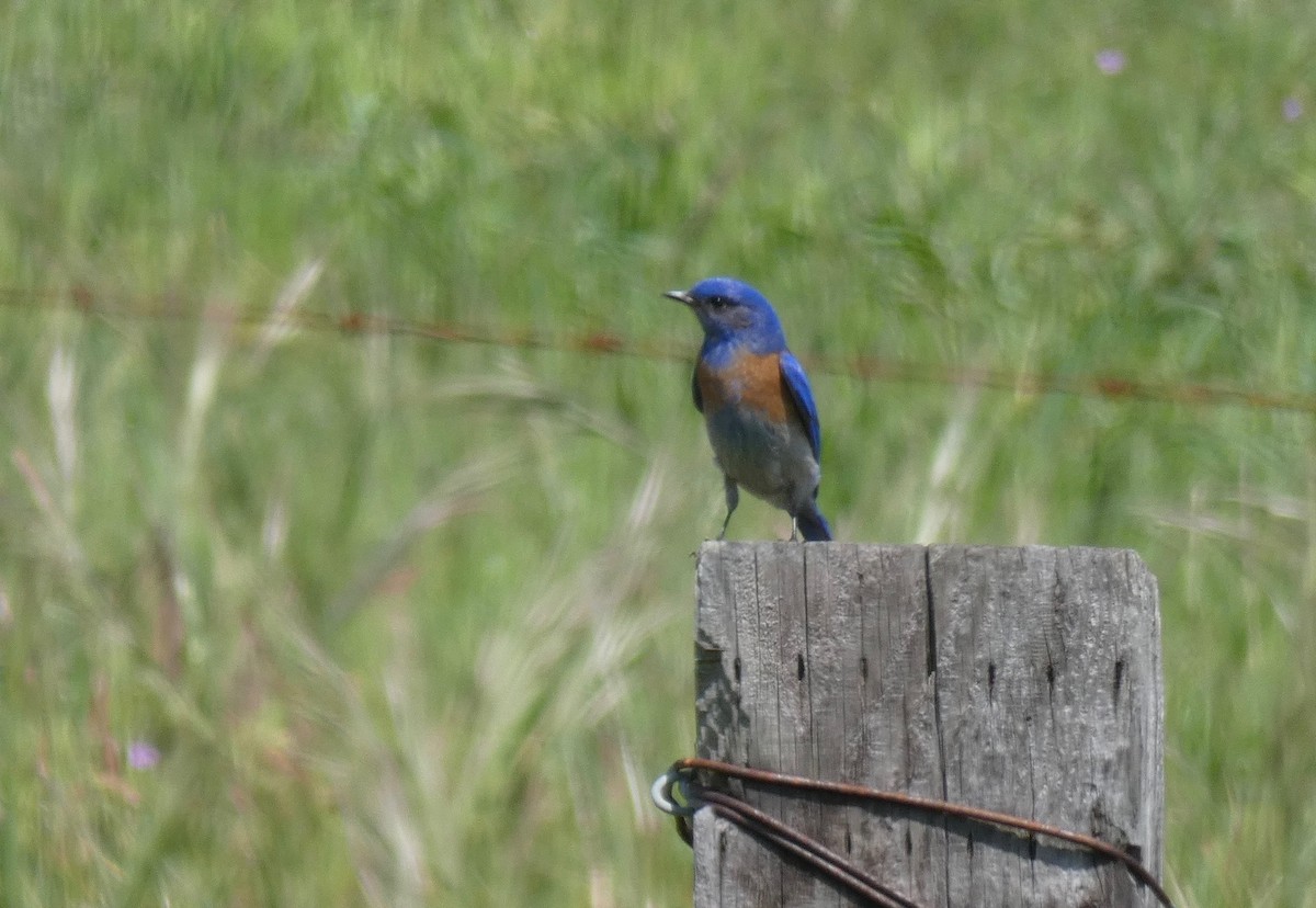 Western Bluebird - ML147184421