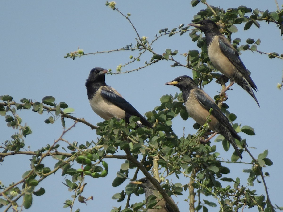 Rosy Starling - ML147184751