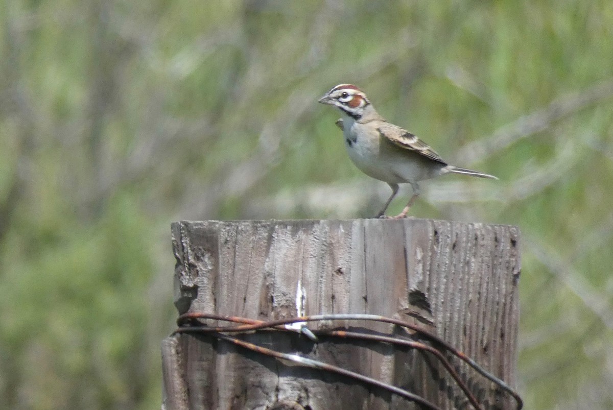 Lark Sparrow - ML147186971
