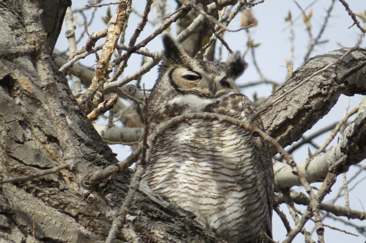 Great Horned Owl - ML147187941