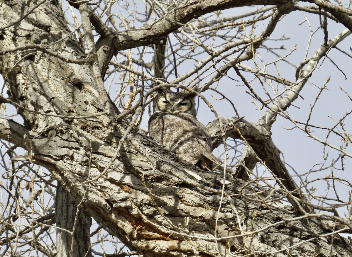 Great Horned Owl - ML147187951