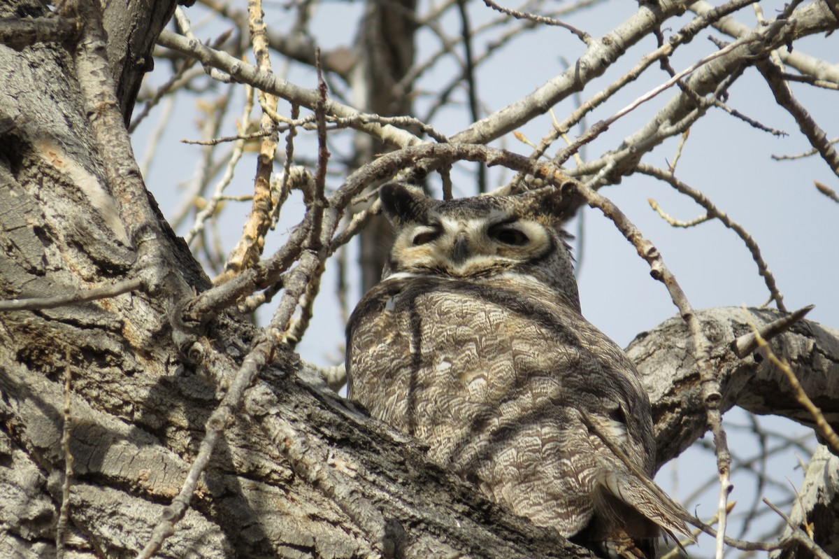 Great Horned Owl - ML147187961