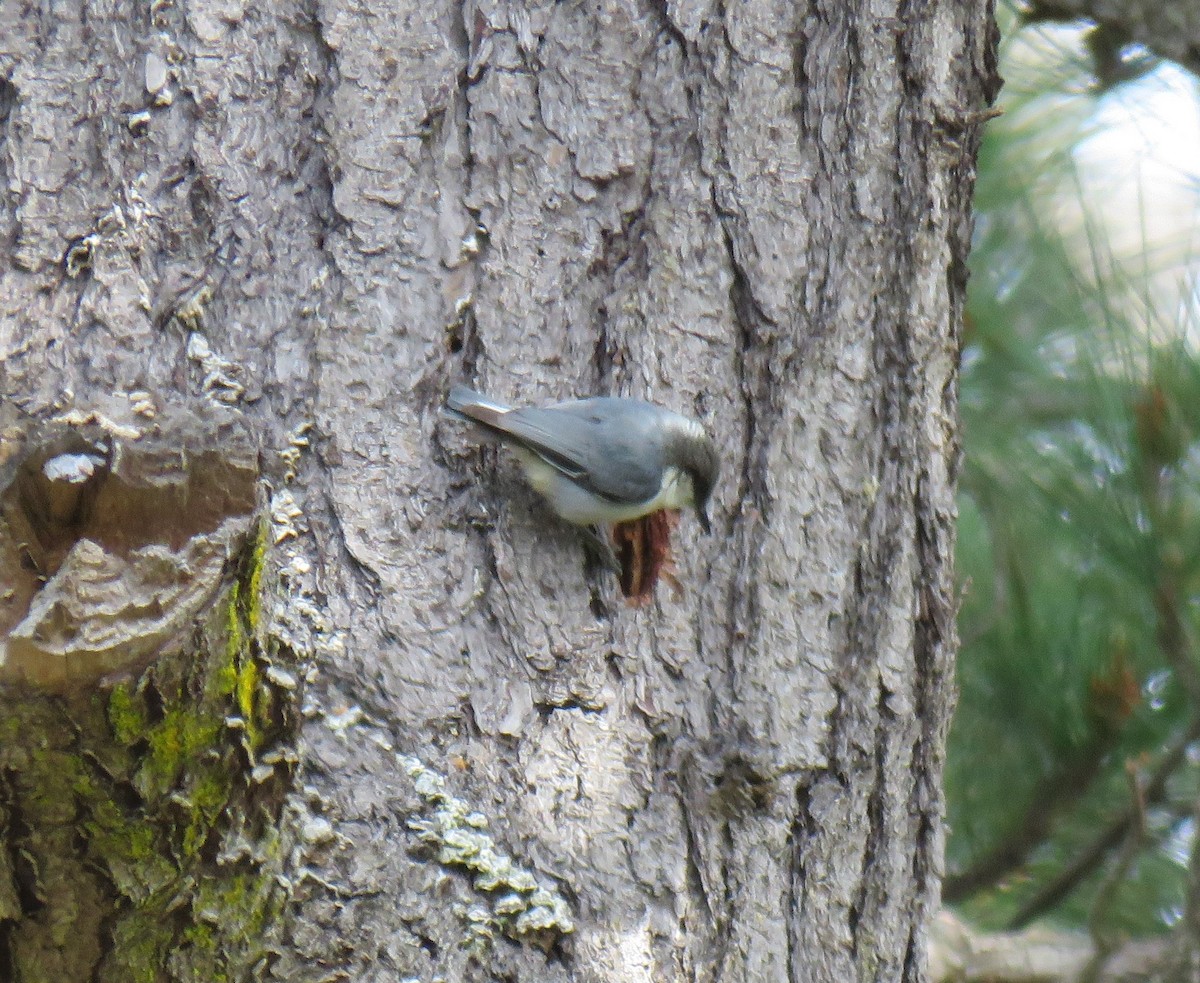 Pygmy Nuthatch - ML147188461