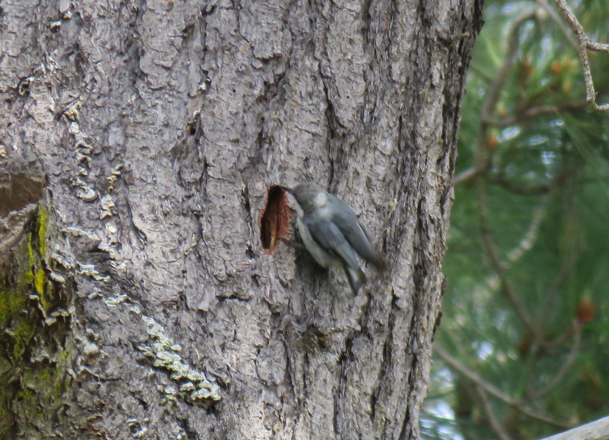 Pygmy Nuthatch - ML147188611