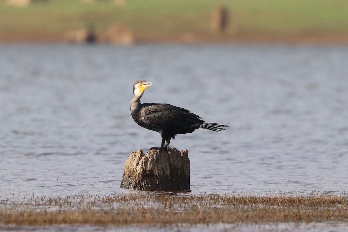 Great Cormorant - ML147189171