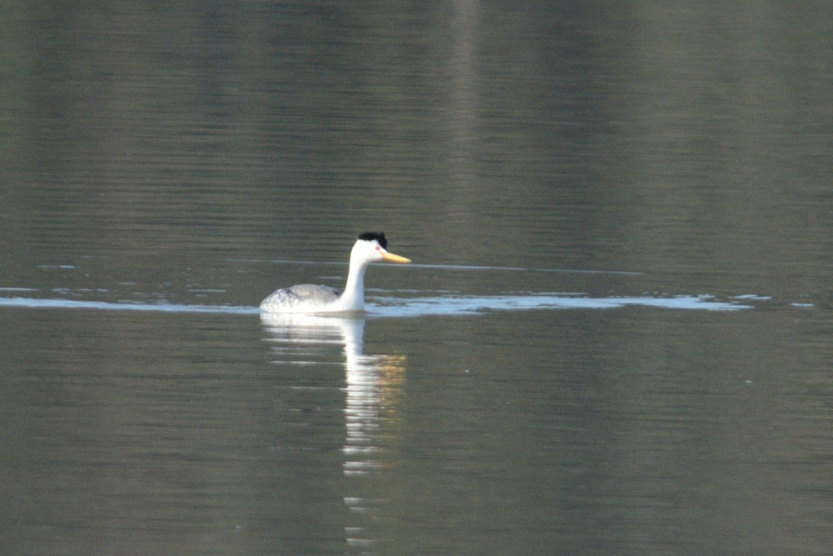 Clark's Grebe - ML147189761