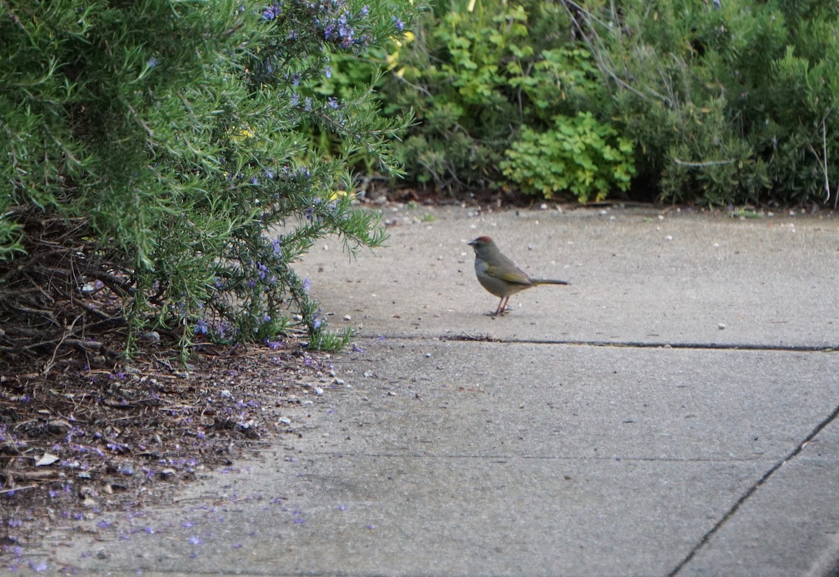 Green-tailed Towhee - ML147190431