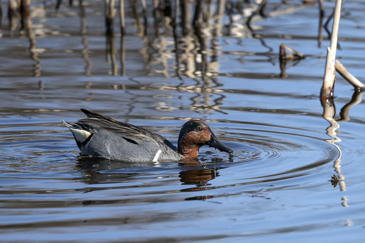 Green-winged Teal - ML147192211