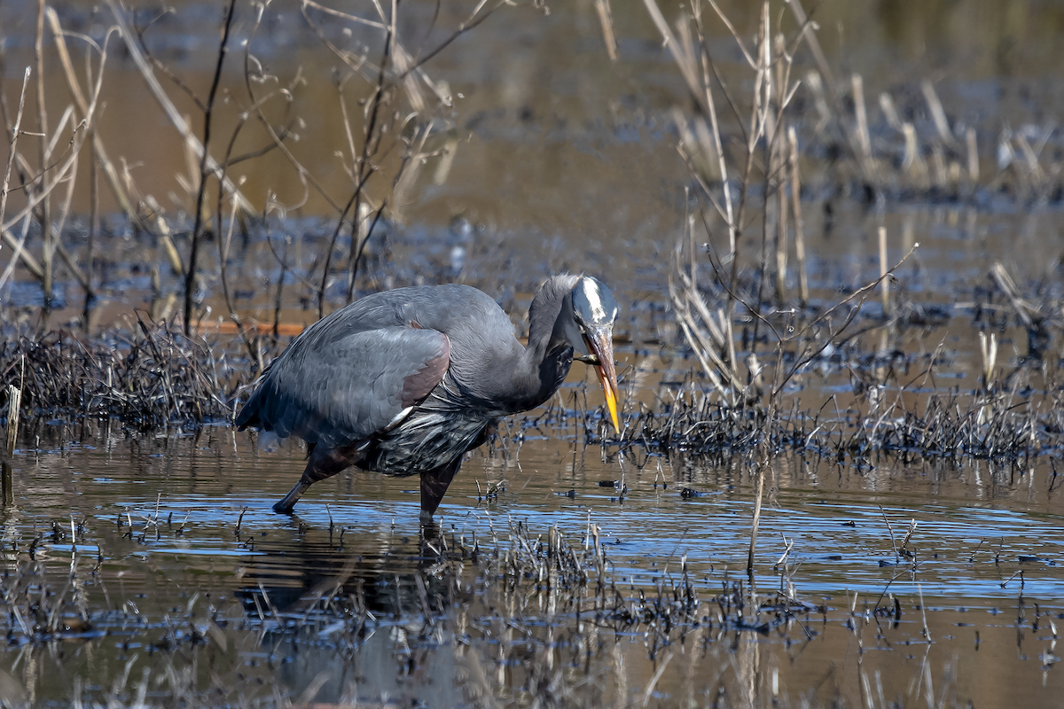 Great Blue Heron - ML147192391