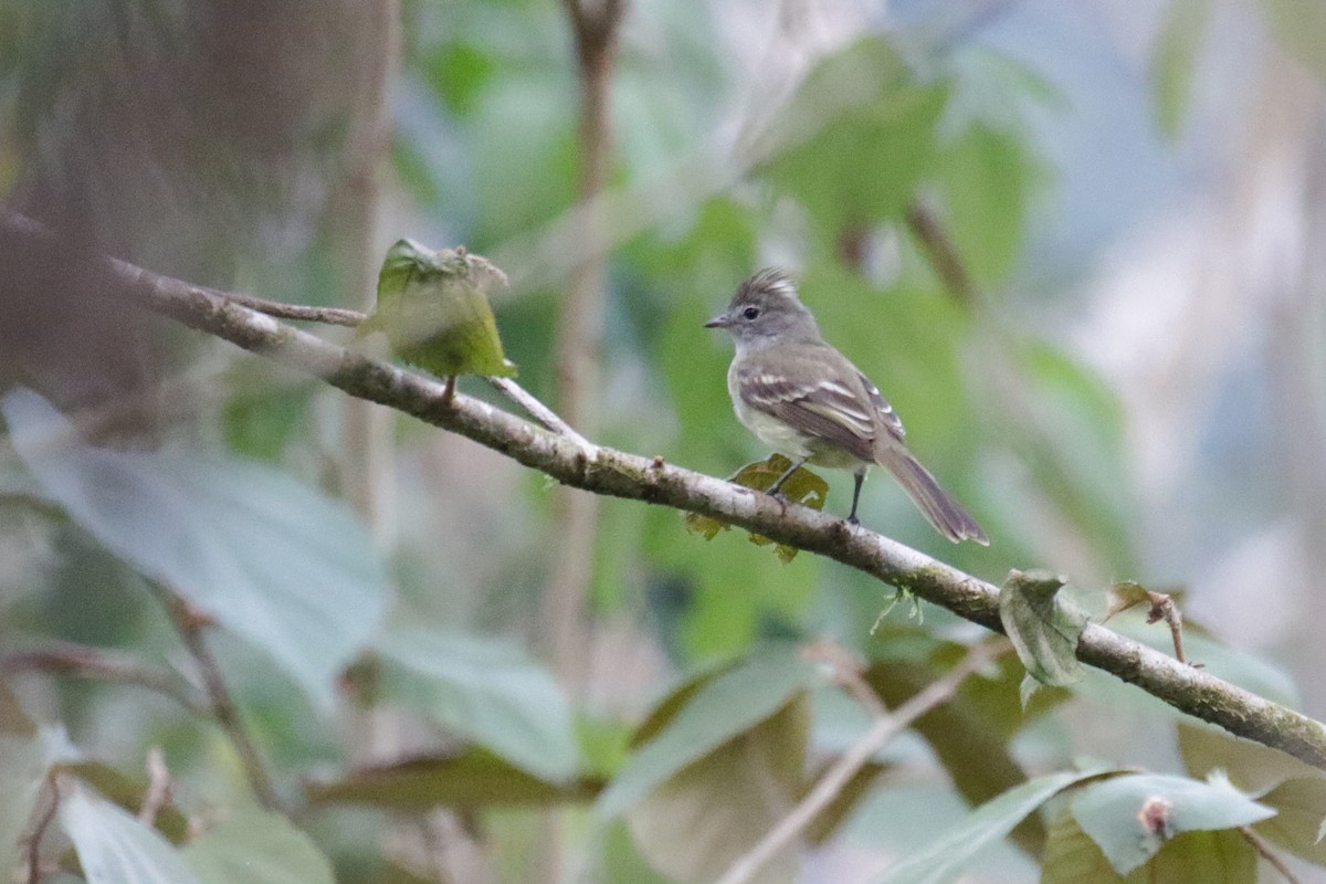 Yellow-bellied Elaenia - ML147193111