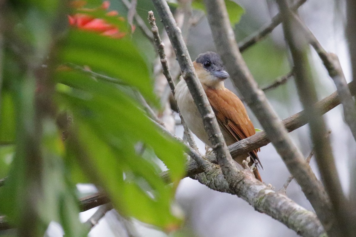 Rose-throated Becard - ML147193131