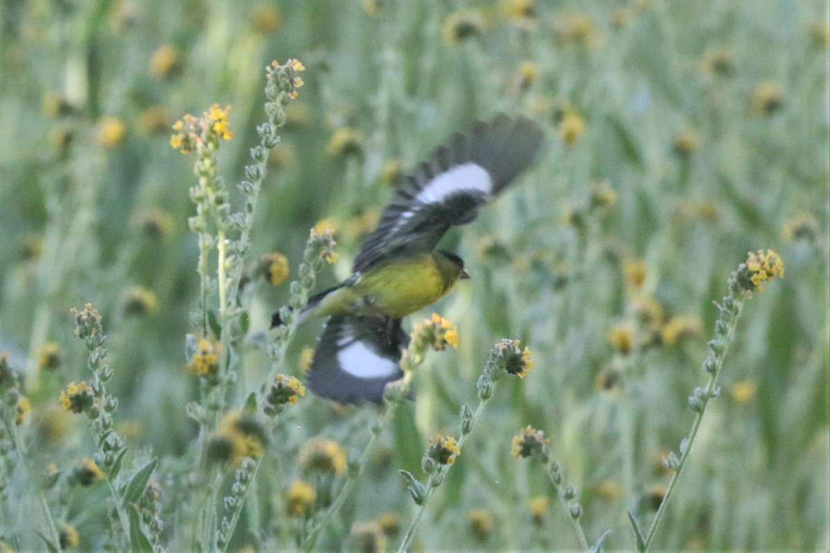 Lesser Goldfinch - Steve Hampton