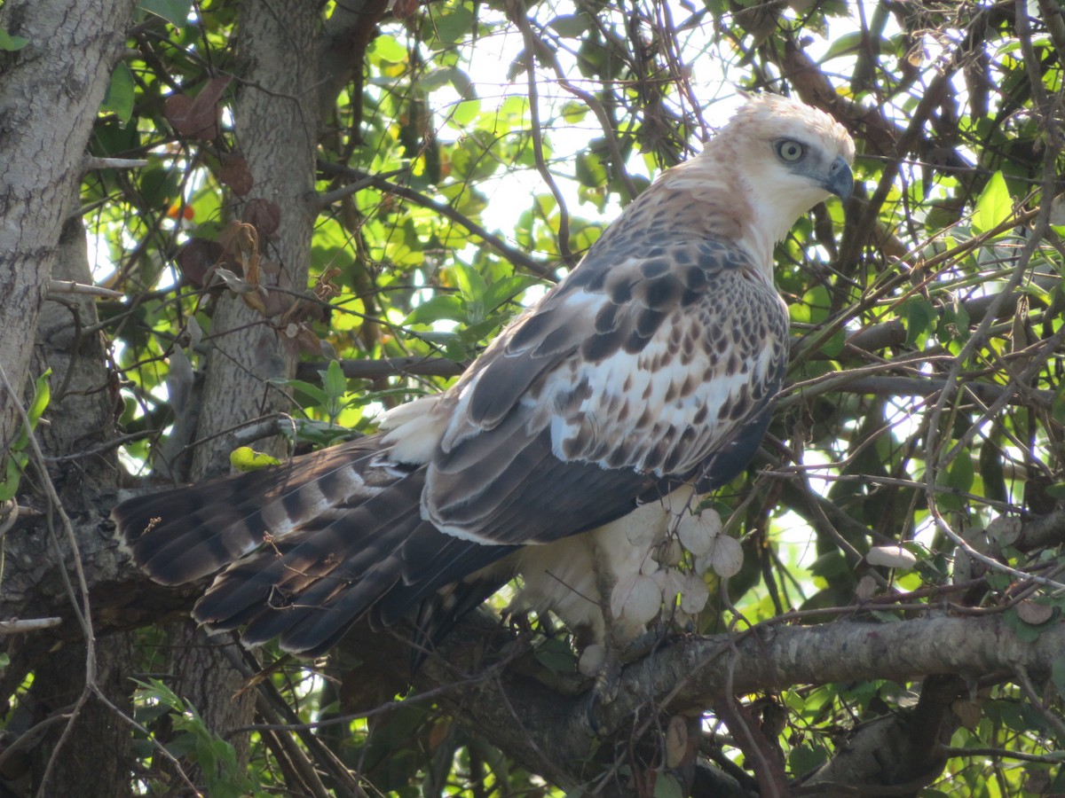 Changeable Hawk-Eagle (Crested) - ML147195131