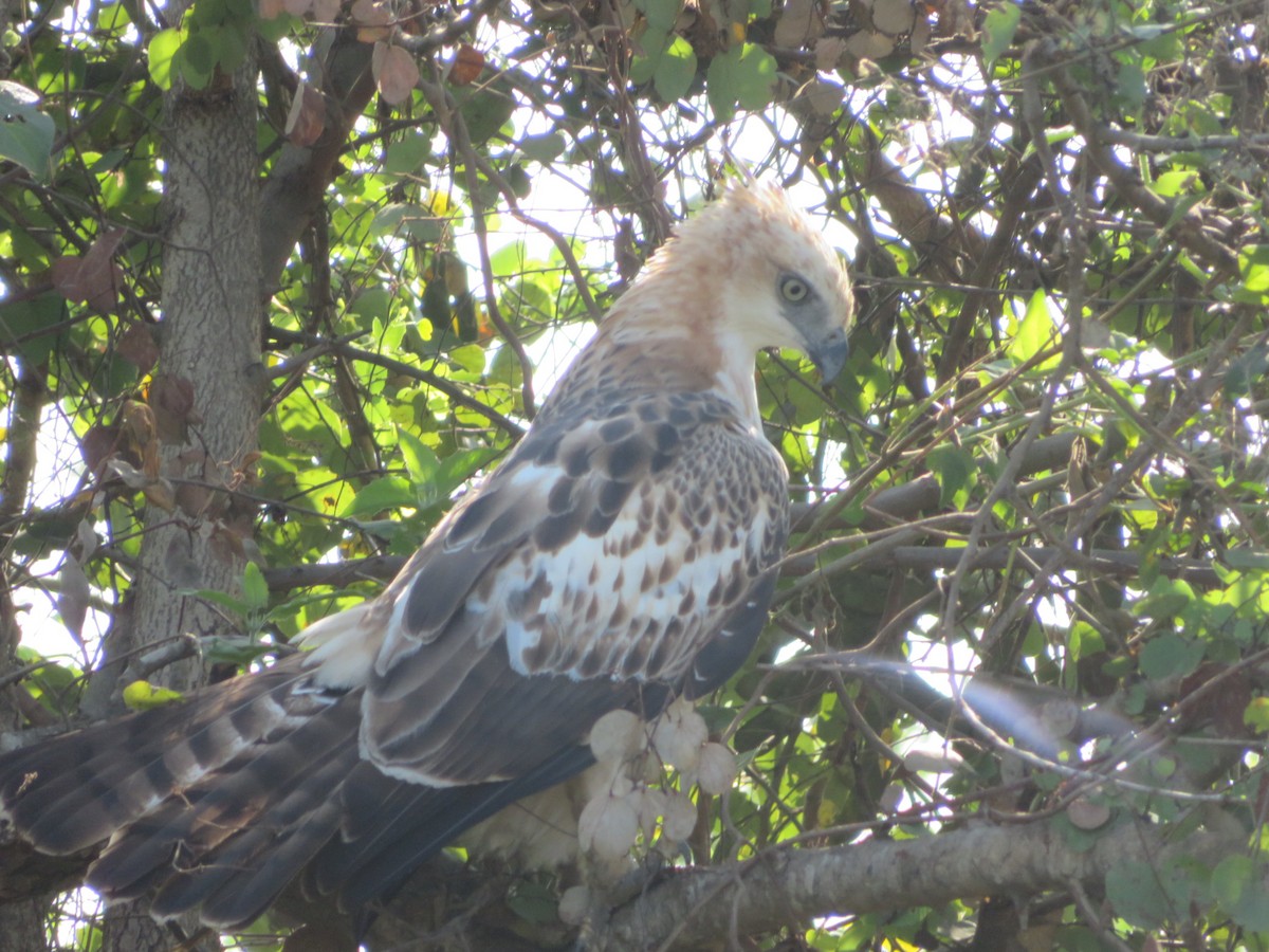 Changeable Hawk-Eagle (Crested) - ML147195141
