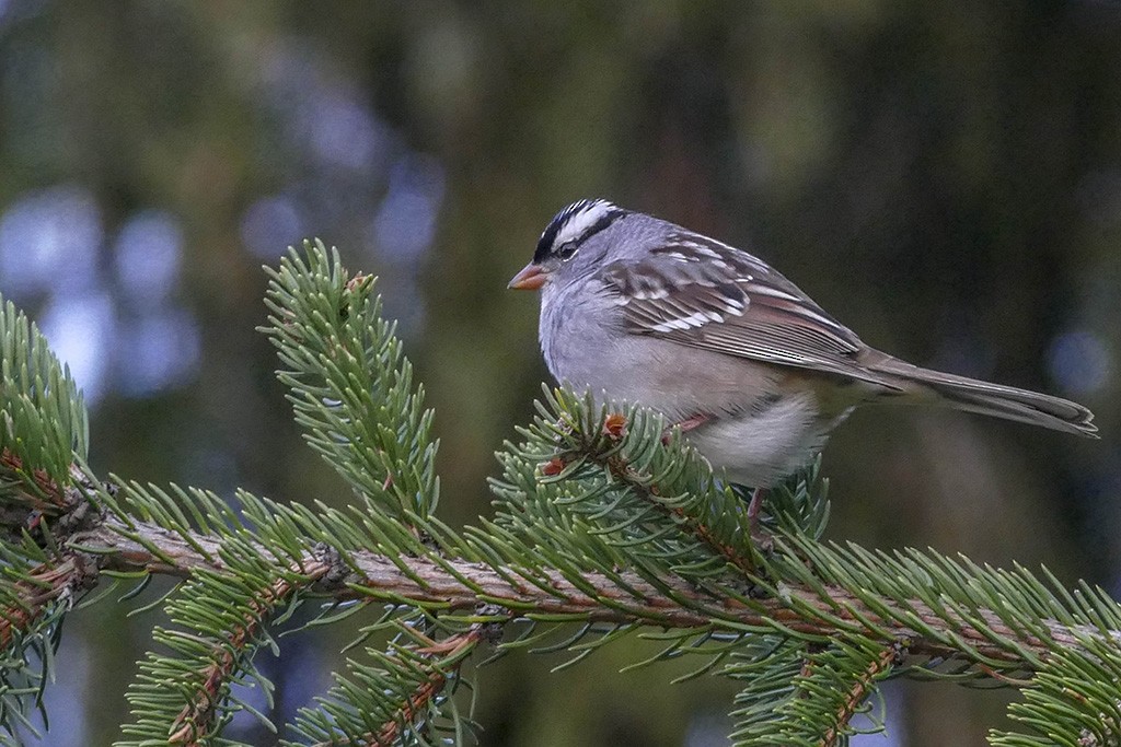 White-crowned Sparrow - ML147195851