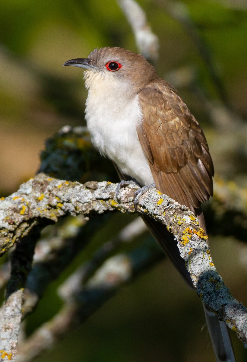 Black-billed Cuckoo - ML147196351