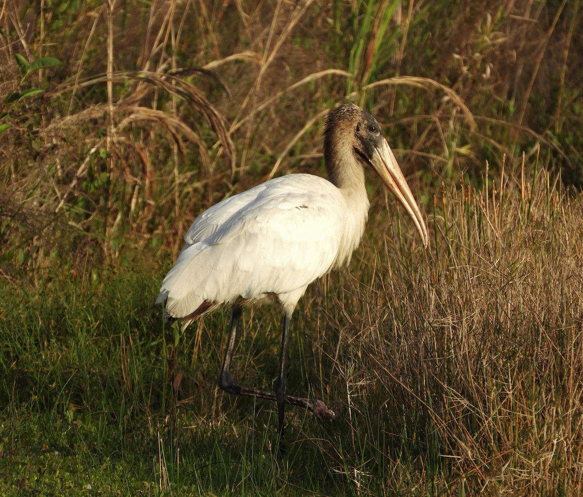 Wood Stork - ML147196751