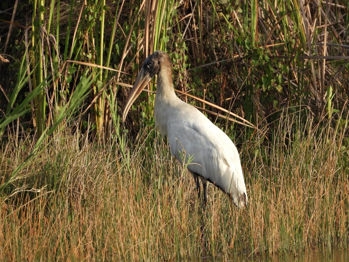 Wood Stork - ML147196791