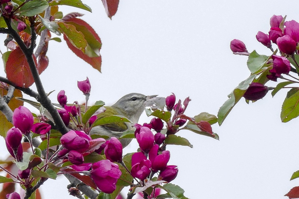 Tennessee Warbler - ML147197121