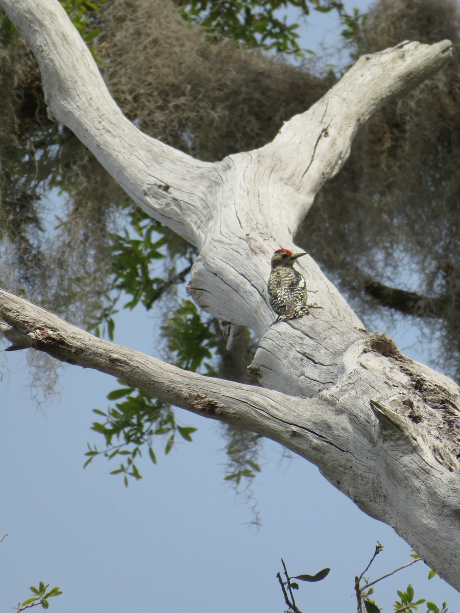 Yellow-bellied Sapsucker - ML147197551