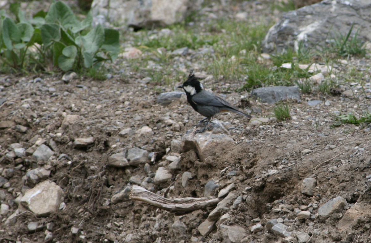 Rufous-naped Tit - ML147198311