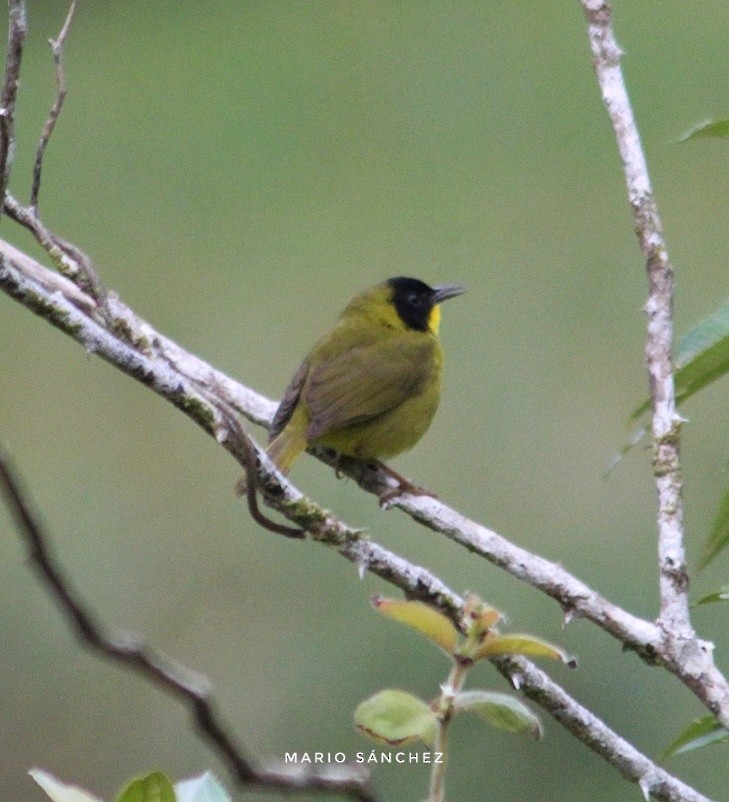 Olive-crowned Yellowthroat - ML147198531