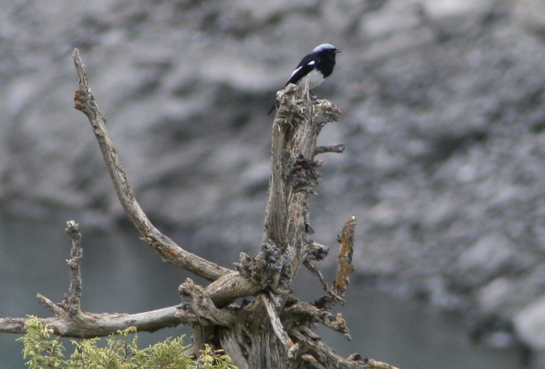 Blue-capped Redstart - ML147198871