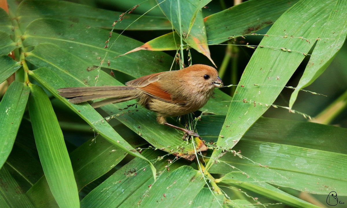Vinous-throated Parrotbill - ML147199121
