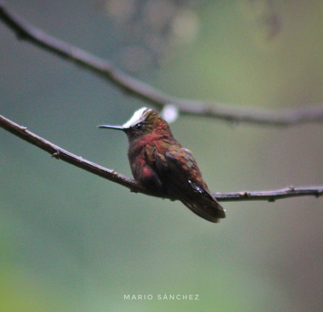 Colibri à coiffe blanche - ML147199301