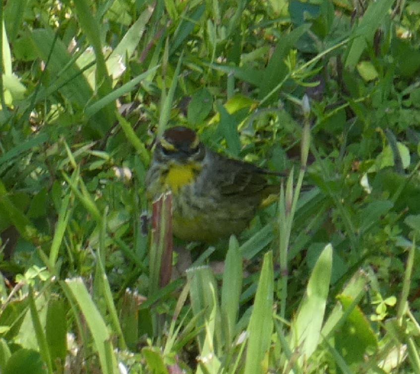 Reinita Palmera (palmarum) - ML147200751