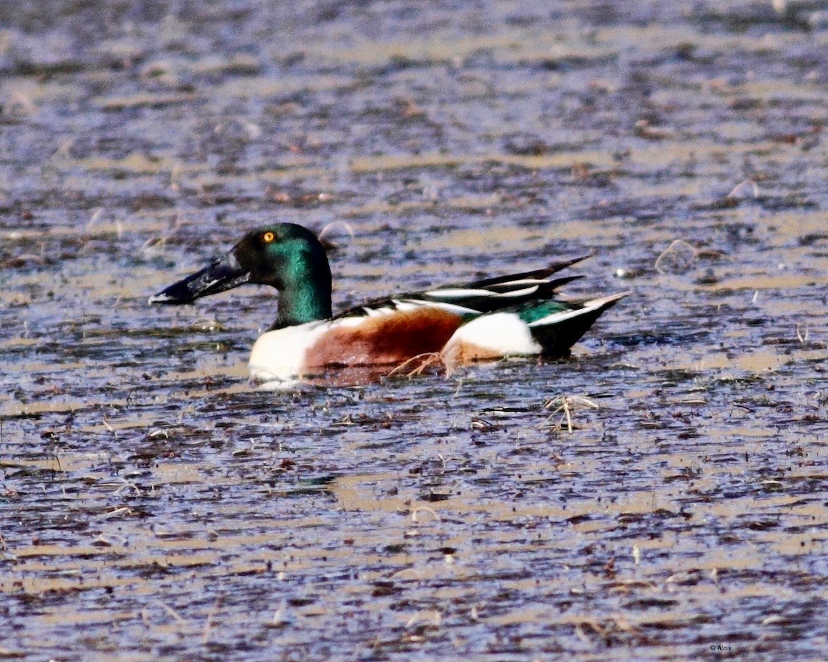 Northern Shoveler - Ains Priestman