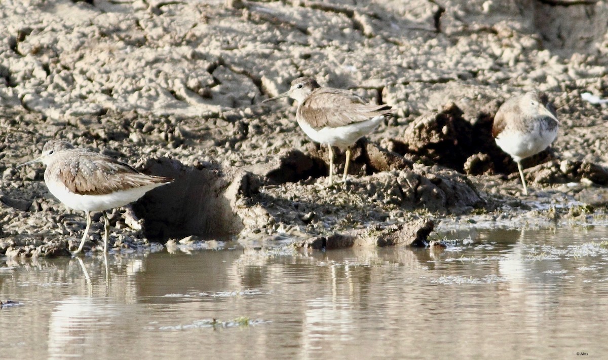 Common Sandpiper - Ains Priestman