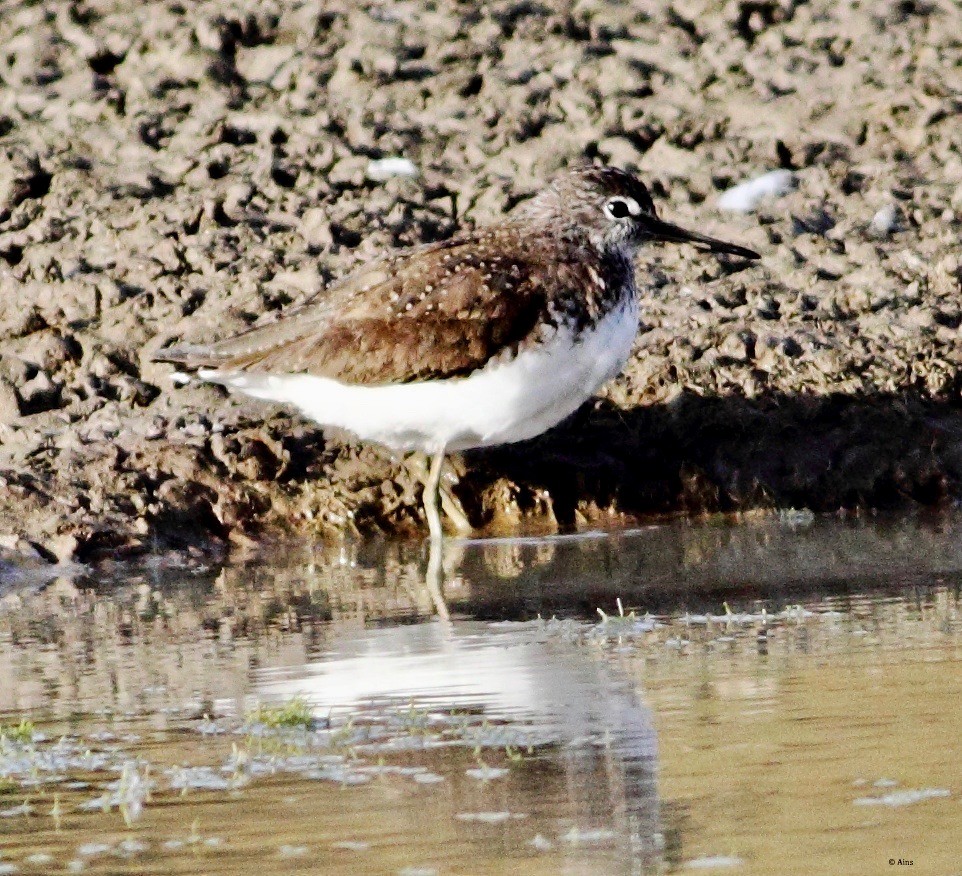 Green Sandpiper - Ains Priestman