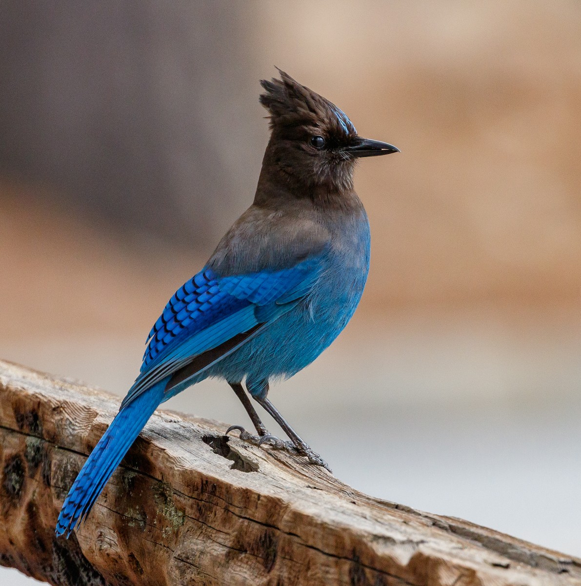 Steller's Jay - Chezy Yusuf