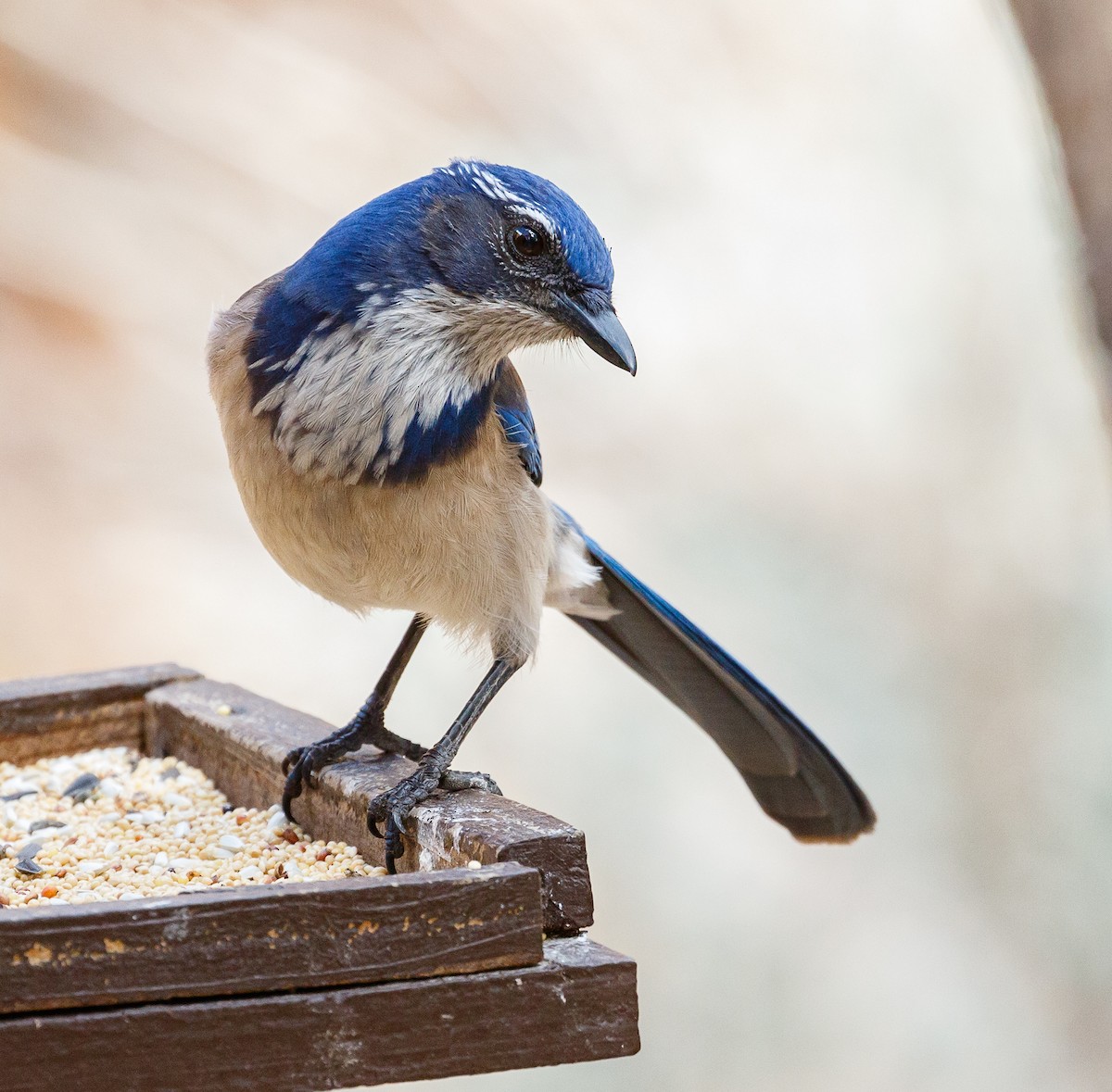 California Scrub-Jay - ML147202841