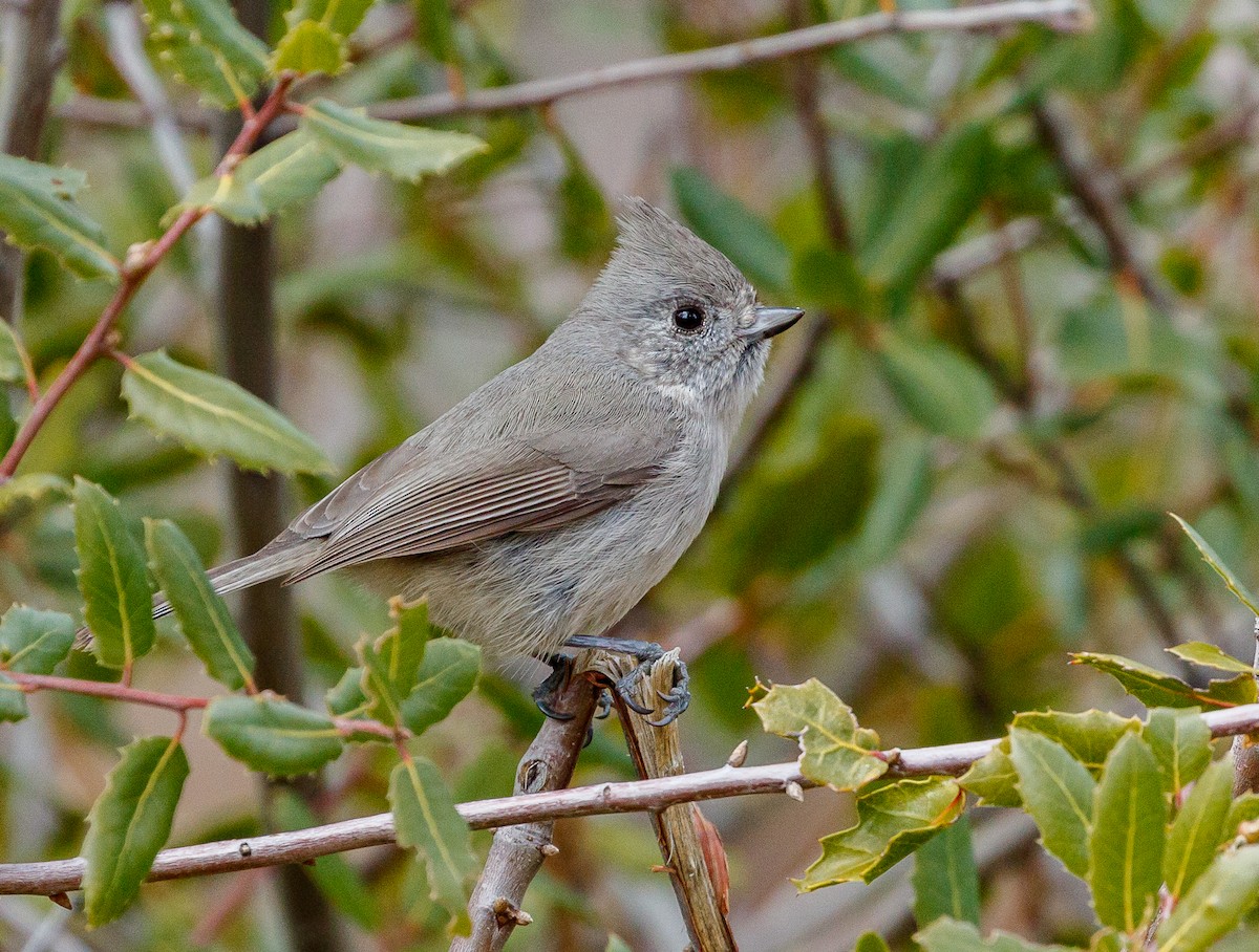 Oak Titmouse - ML147202851