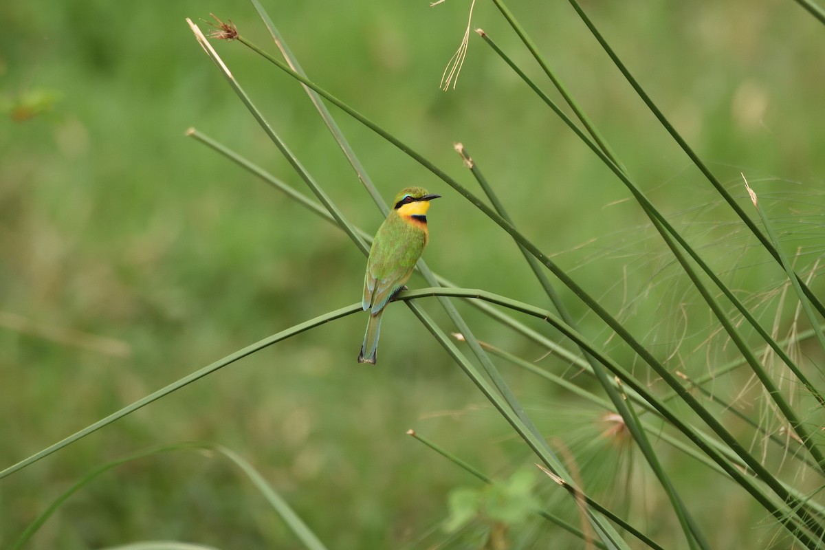 Little Bee-eater - ML147203591