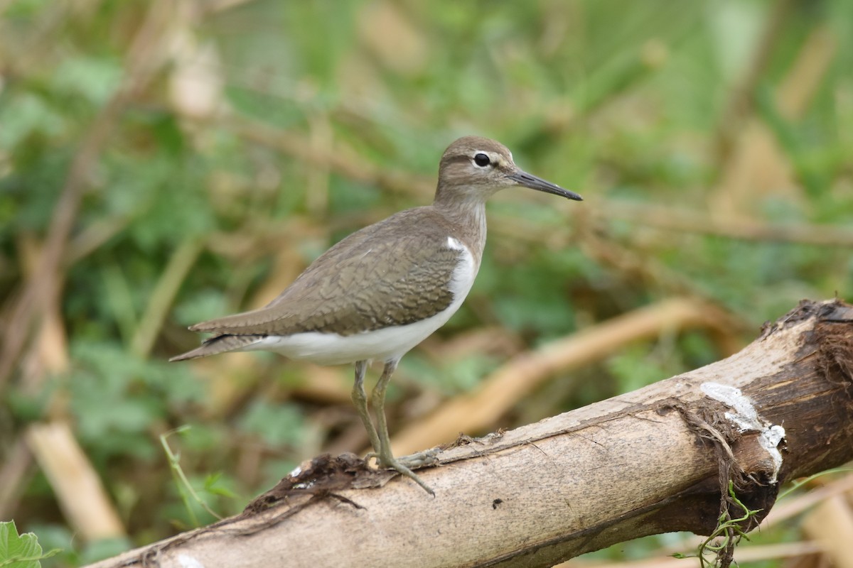 Common Sandpiper - Santiago Caballero Carrera