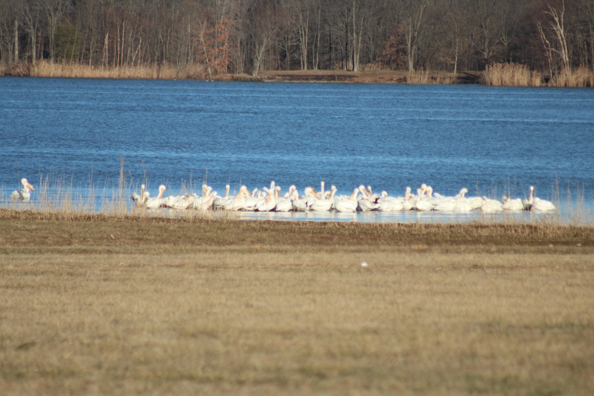 American White Pelican - ML147206051