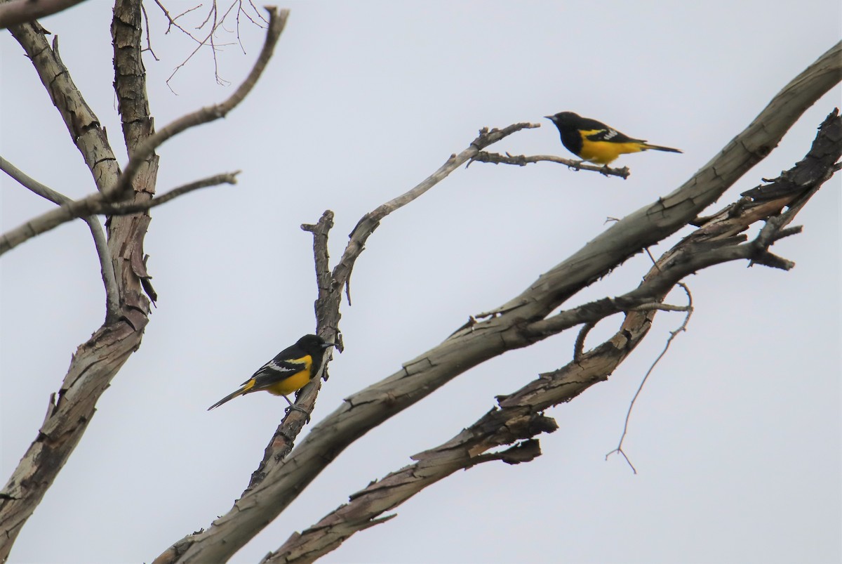 Oriole jaune-verdâtre - ML147206821