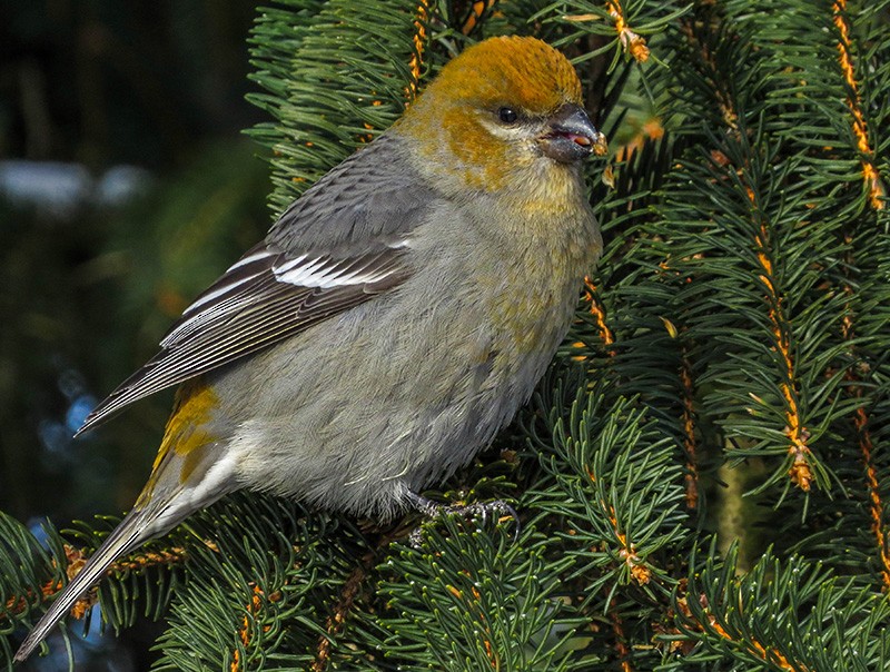 Pine Grosbeak - ML147208351