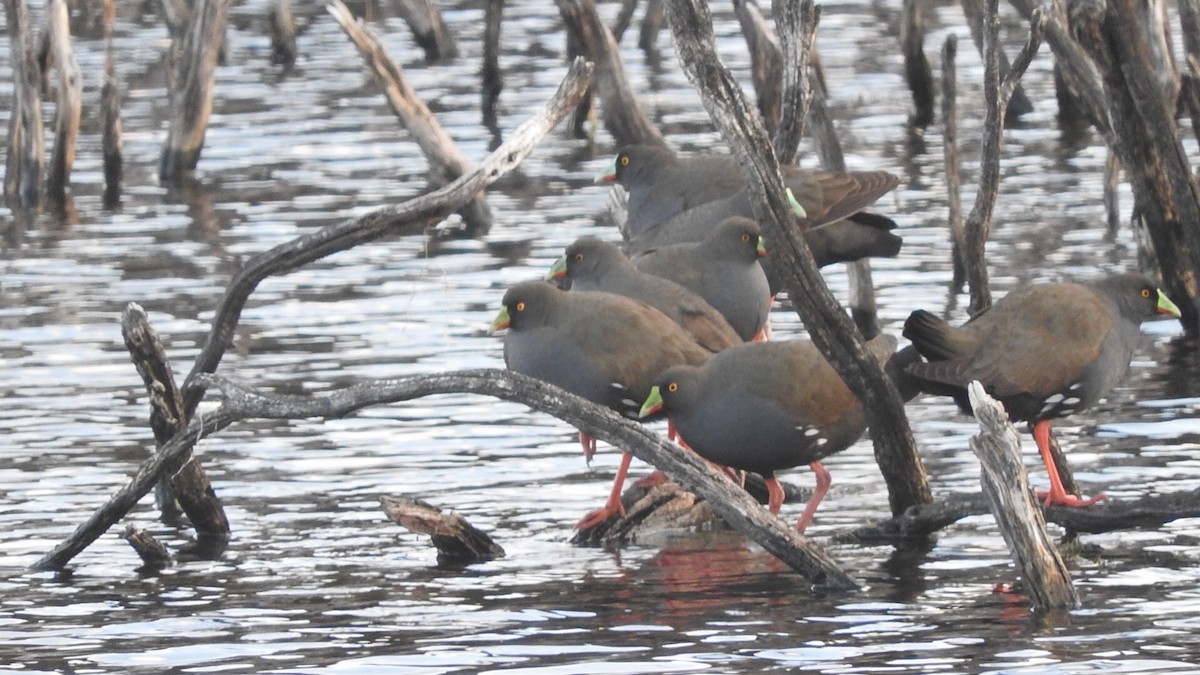 Gallinule aborigène - ML147212001