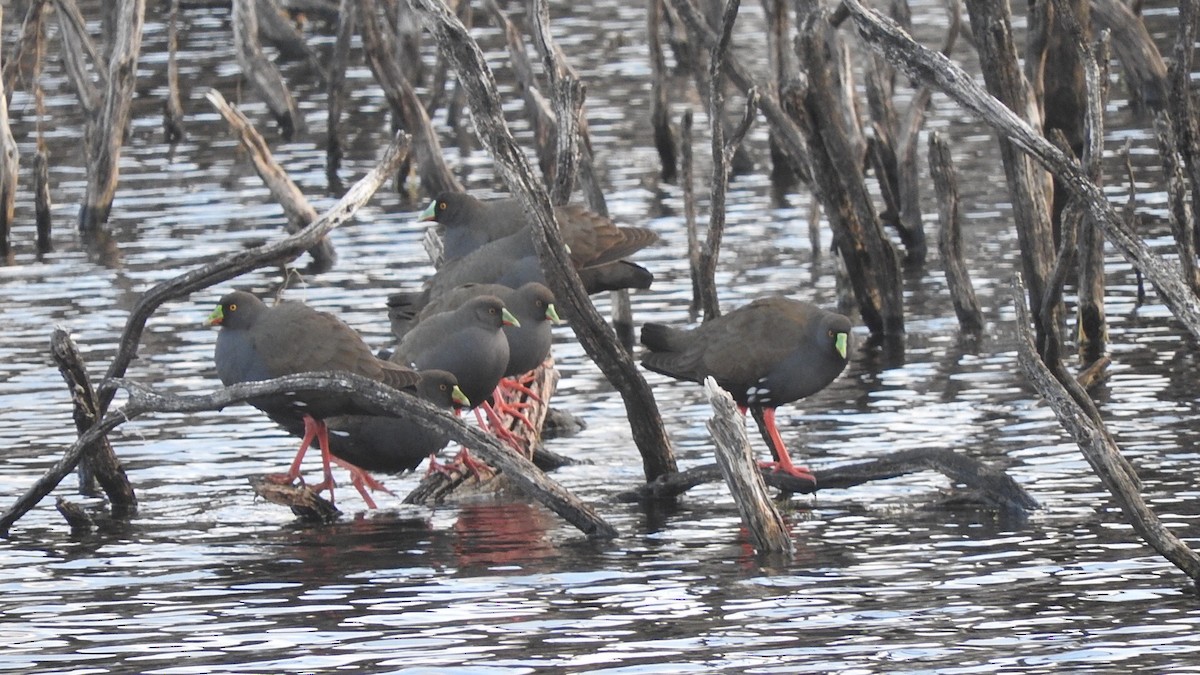 Black-tailed Nativehen - Doug Cameron