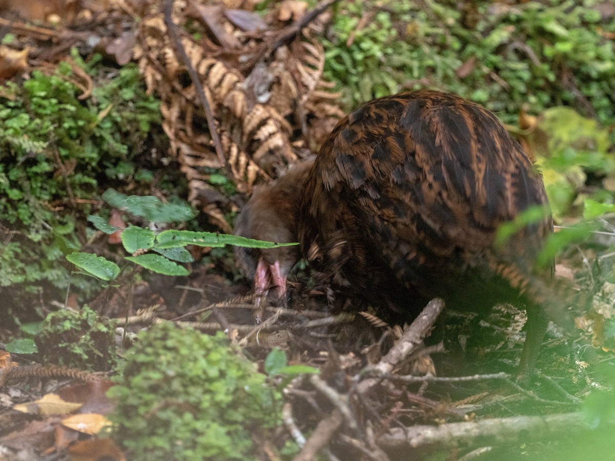 chřástal weka - ML147212091