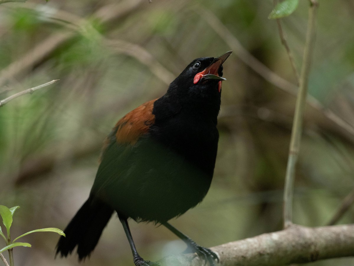 South Island Saddleback - ML147212331