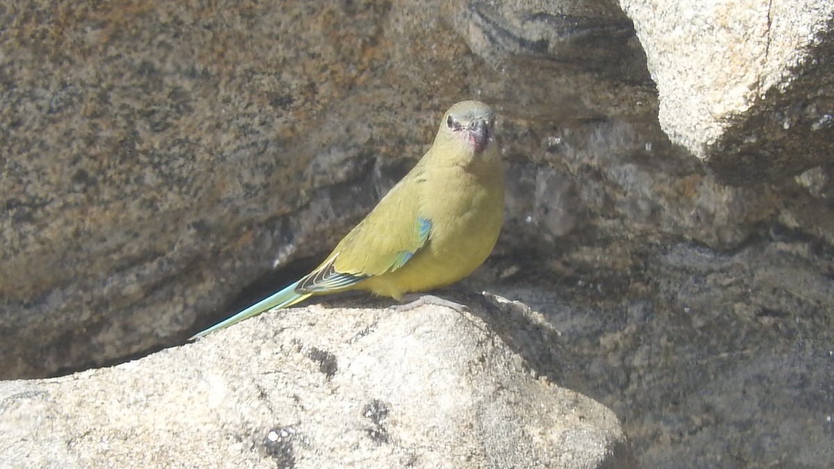 Скальный травяной попугайчик - ML147212801