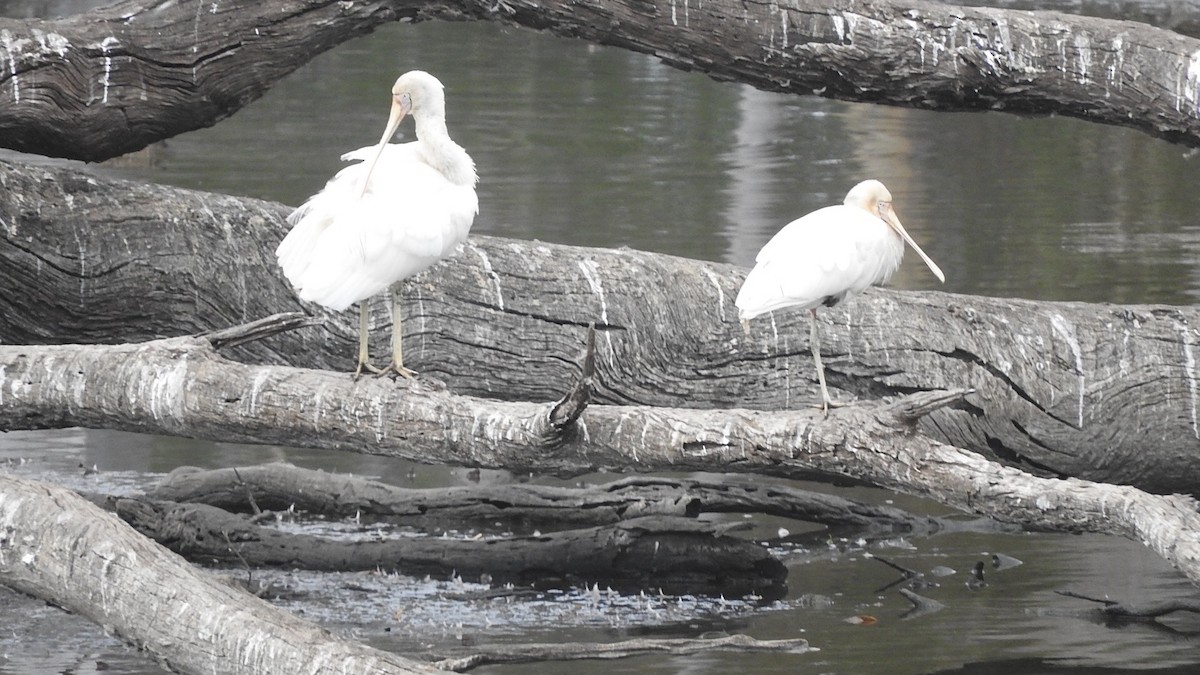 Yellow-billed Spoonbill - ML147212961