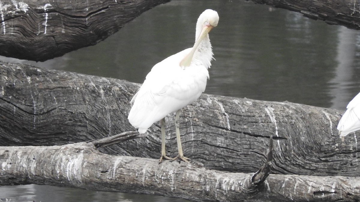 Yellow-billed Spoonbill - ML147212971